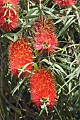 CALLISTEMON CITRINUS