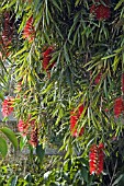 CALLISTEMON CITRINUS