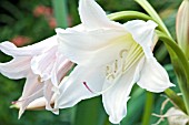 CRINUM PRATENSE