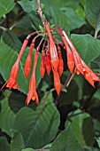 FUCHSIA THALIA