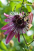 PASSIFLORA MAVIS MUSSACKS