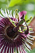 PASSIFLORA MAVIS MUSACKS