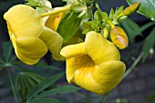 ALLAMANDA CATHARTICA GRANDIFLORA