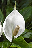 SPATHIPHYLLUM MAUNA LOA