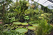 THE TROPICAL GLASSHOUSE AT DUNDEE BOTANIC GARDENS