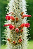 CLEISTOCACTUS BAUMANNII