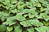 PLECTRANTHUS PURPURATUS