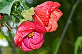 ABUTILON X HYBRIDUM ASHFORD RED