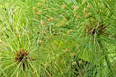 CYPERUS PAPYRUS