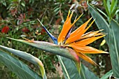 STRELITZIA REGINAE