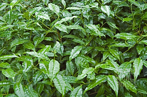 CAMELLIA_SINENSIS__ASSAM_TEA_PLANT