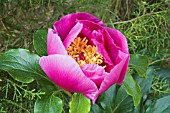 PAEONIA BROTEROI