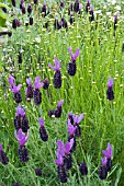 LAVANDULA STOECHAS PLANTED WITH SANTOLINA