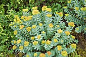 RHODIOLA ROSEA