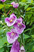 DIGITALIS PURPUREA