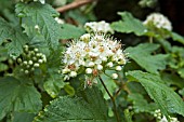 PHYSOCARPUS AMURENSIS