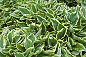 HOSTA FORTUNEI AUREOMARGINATA