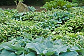 HOSTA FORTUNEI AUREOMARGINATA PLANTED WITH HOSTA BLUE ANGEL