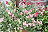 HELIANTHEMUM PINK ANGEL