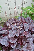 HEUCHERA PLUM PUDDING