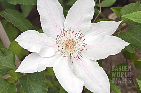 CLEMATIS_HYDE_HALL