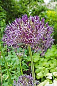 ALLIUM GLADIATOR