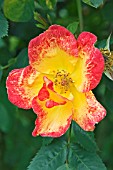 ROSA REVEIL DIJONNAIS