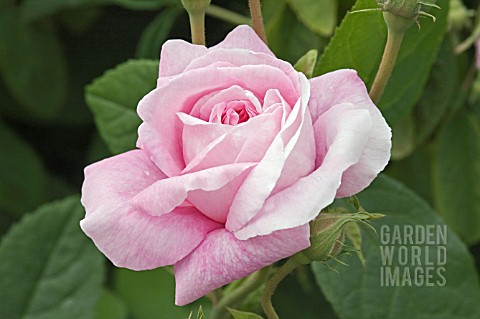 ROSA_ISPAHAN_SYN_ROSA_POMPON_DES_PRINCES