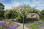 ROSA PAULS HIMALAYAN MUSK ON PERGOLA