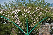 ROSA PAULS HIMALAYAN MUSK ON PERGOLA