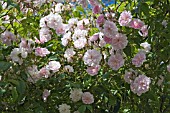 ROSA PAULS HIMALAYAN MUSK