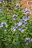 CAMPANULA LACTIFLORA SENLOR