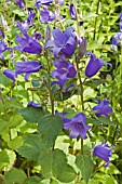 CAMPANULA PERSICIFOLIA BLUE BLOOMERS