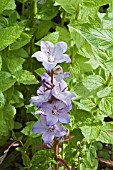 CAMPANULA LATILOBA HIDCOTE AMETHYST