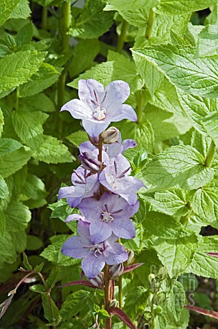 CAMPANULA_LATILOBA_HIDCOTE_AMETHYST