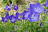 CAMPANULA CARPATICA TURBINATA