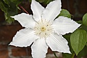 CLEMATIS GILLIAN BLADES