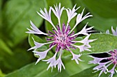 CENTAUREA MONTANA CARNEA