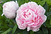 PAEONIA LACTIFLORA PINK