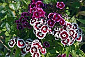 DIANTHUS BARBATUS MONARCH SERIES