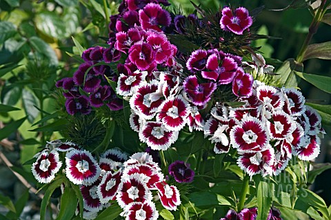 DIANTHUS_BARBATUS_MONARCH_SERIES