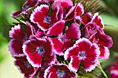 DIANTHUS BARBATUS MONARCH SERIES