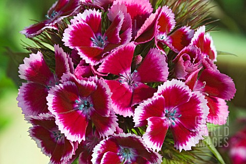 DIANTHUS_BARBATUS_MONARCH_SERIES