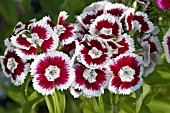 DIANTHUS BARBATUS ROUNDABOUT SERIES