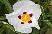 CISTUS ALAN FRADD