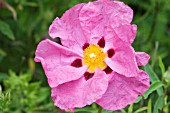 CISTUS X PURPUREUS