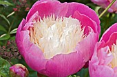 PAEONIA BOWL OF BEAUTY