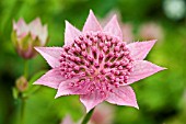 ASTRANTIA MAXIMA