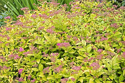 SPIRAEA_JAPONICA_GOLDEN_PRINCESS