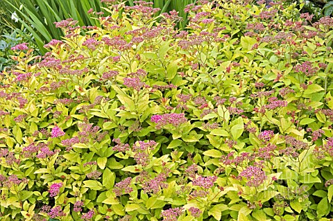 SPIRAEA_JAPONICA_GOLDEN_PRINCESS